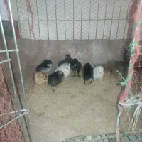 ده تا جوجه محلی