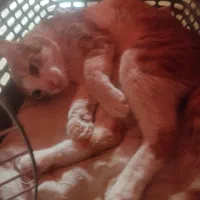 واگذاری گربه خانگی