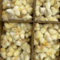 جوجه گوشتی