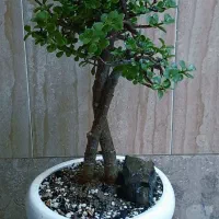گیاه طبیعی بنسای جید