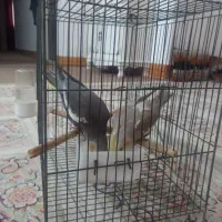عروس هلندی دوماهه دستی وبازیگوش