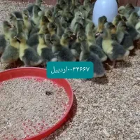 نیمچه غاز۵روزه جوجه