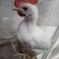 جوجه خروس