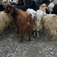 تعدادی بزخاله