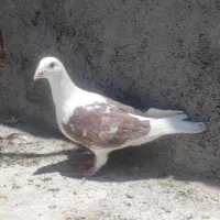 دو عهد نر گرفتنی