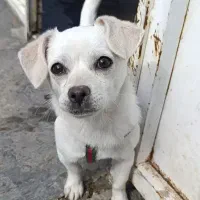 سگ تربیت شده باقیمت مناسب