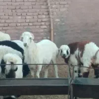 بره نر مناسب برا کشتن و تخمی
