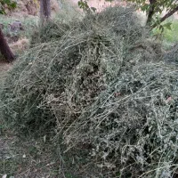فروش ۶۰ بسته یونجه، ۳۰ بسته علف