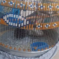 پرنده فنچ