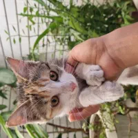 گربه|گربه|لنجان, |دیوار