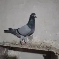 سبز نرعربستان
