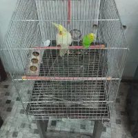 عروس هلندی و‌مرغ عشق