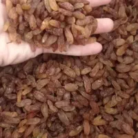فروش انواع کشمش خوراکی و آبگیری