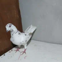 کفترا پرشی