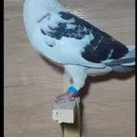 کفتر ابلغ