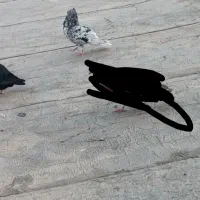 کبوتر