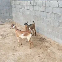 دو عدد کهره ماده