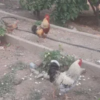 خروس