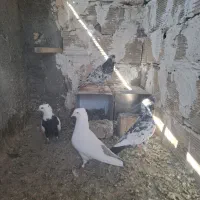 کبوتر رنگه سار سرور