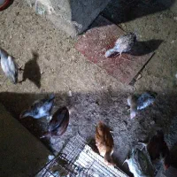 16عدد جوجه لاری بفروش میرسد