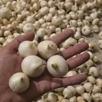 موسیر کوهی درجه یک دست چین