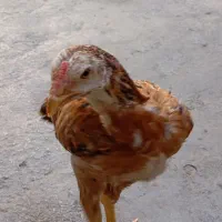 جوجه‌لاری‌اصل
