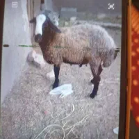 بره قوچ نژاد شال
