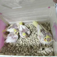 جوجه عروس هلندی
