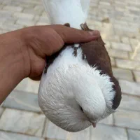 کفتر بلند ۳۰ سانت