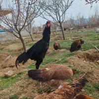 تخم نطفه دار لاری