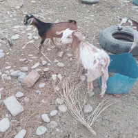 شنک۳عدد