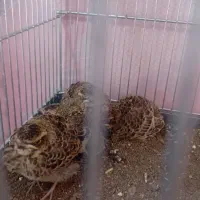 سهره خاکی