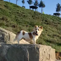 سگ پاکوتا
