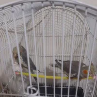 2عروس هلندی  4 ماهه