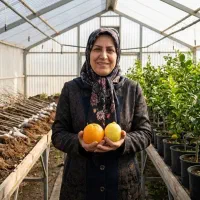 فروش قسطی نهال پرتقال گلدانی نارنگی و انواع لیمو|گل و گیاه طبیعی|دزفول, |دیوار