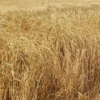 گندم بوجاری شده تمیز
