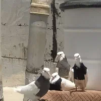 کبوتر طوقی