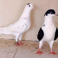 ساده افغانی، سبز پلاکی، سینه کاکلی