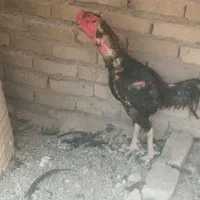 خروس لاری