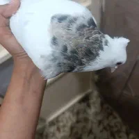 کبوتر