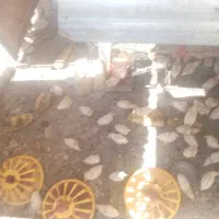 جوجه سرحال و سالم گوشتی