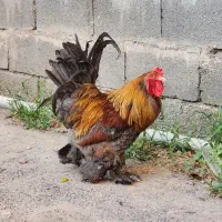 خروس برهما زینتی