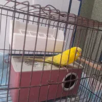 مرغ عشق نروماده با۳تاتخم
