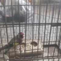 سهره