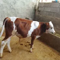 گوساله