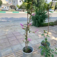 گیاه توری پرگل
