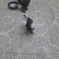 سه تاش ۳ میلیون تومان