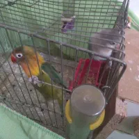 دو عدد کوتوله برزیلی