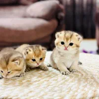 بریتیش وارداتی اصیل