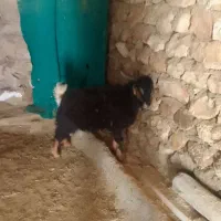بزغاله نر چاق